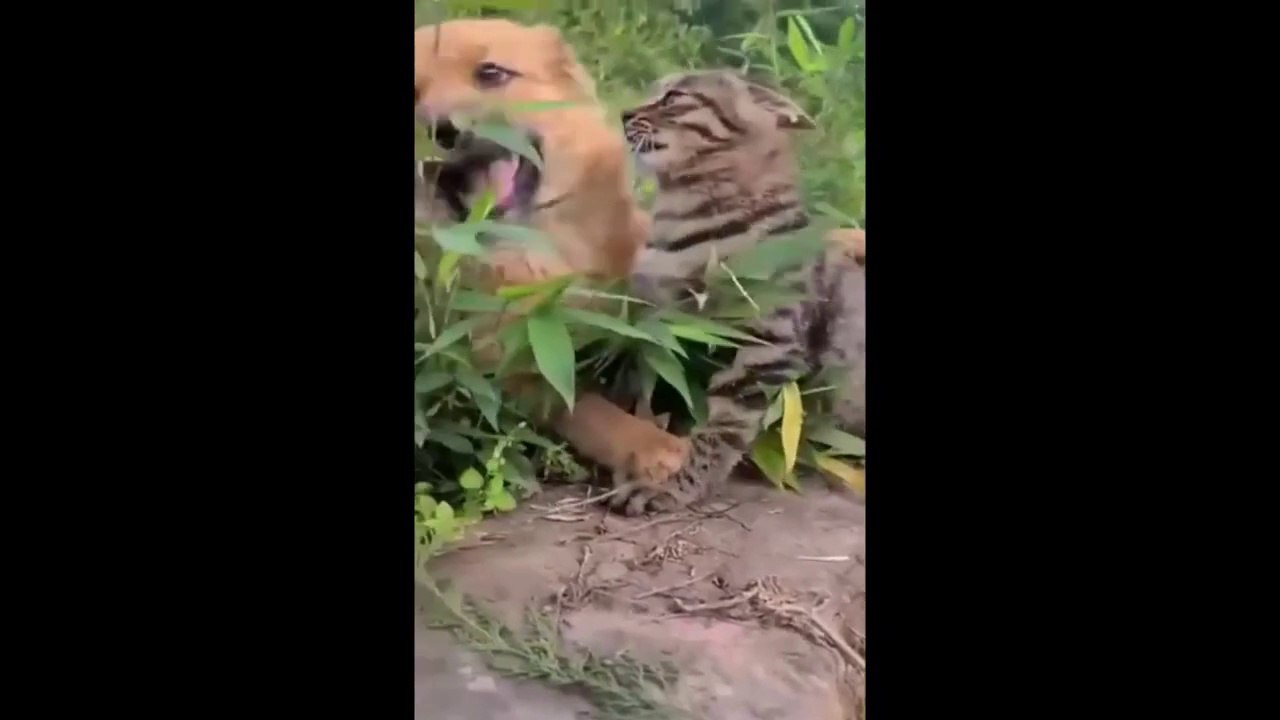 New Funny Animals Video 2023 _ Funniest Cats and Dogs Videos _ New Funny Video Of Cat And Dogs #230