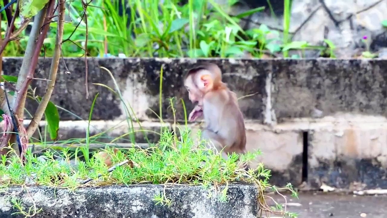 Ah super boy!, Monaco baby stand up with 2 legs, and look far with cute action, Molia walk nearby