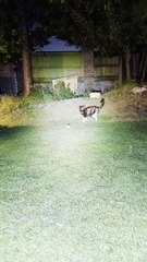 Fox Kit Plays Ball With Cat