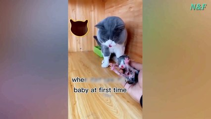 Funniest Cats Videos, The Siliest, Cutest And Funniest Cats 43