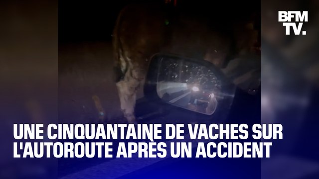 Une cinquantaine de vaches sur l'autoroute A43 après l'accident d'une bétaillère