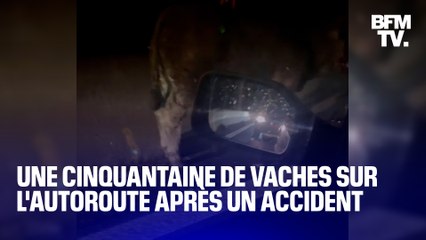 Une cinquantaine de vaches sur l'autoroute A43 après l'accident d'une bétaillère