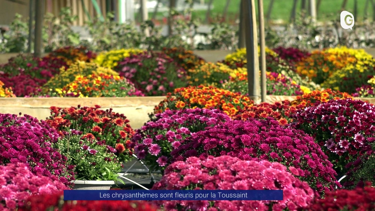 Reportage - Dites le avec des fleurs