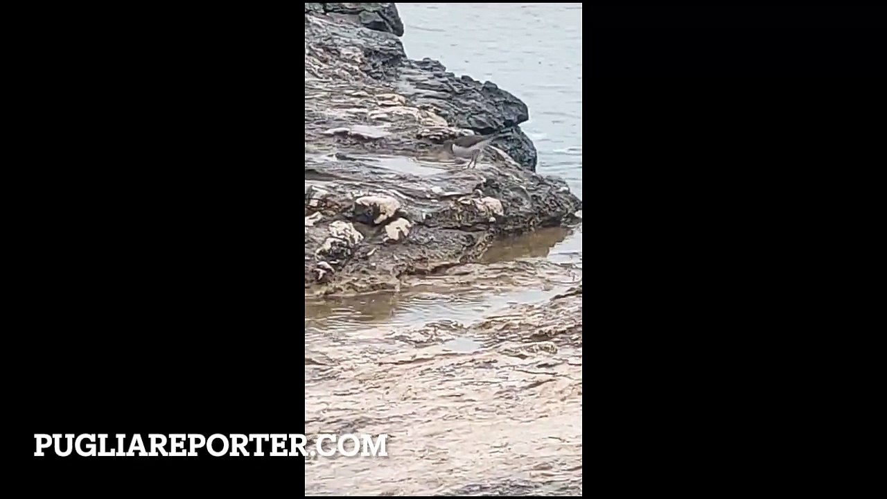 Manfredonia: un esemplare di Piro Piro (Actitis hypoleucos) a caccia sulla costa rocciosa durante la pioggia