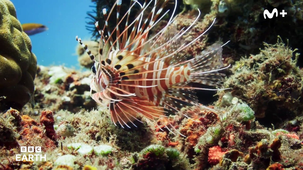 Planeta Tierra III: Océanos - Tráiler español Movistar+