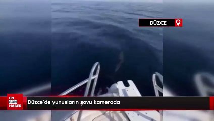 Düzce'de yunusların şovu kamerada