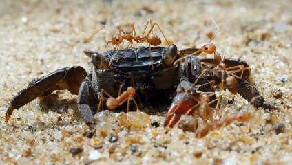 Weaver Ants and Terrestrial Crab