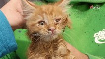 7 chatons Maine Coon sont abandonnés sur le bord de la route : le refuge remet les choses au clair