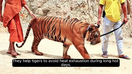 10 unique facts about tigers