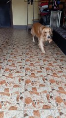 Dog Thinks Kitten Is Her Baby