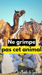 Ne grimpe pas dessus !