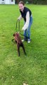 Playful Puppy Topples Owner