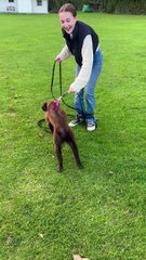 Playful Puppy Topples Owner