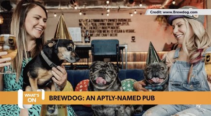 What’s On Guide in Birmingham: Dog-friendly pubs and bars