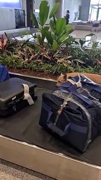 Bomb-Sniffing Dog Patrols the Baggage Claim