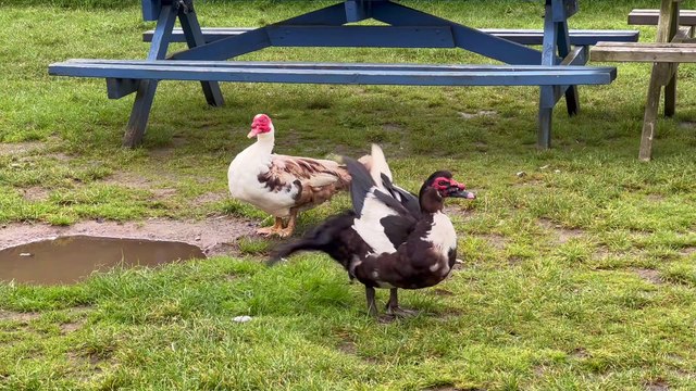Sewage discharges in South East Cornwall