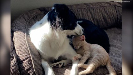 Rescue Dog Becomes Surrogate Mum to Fostered Kittens