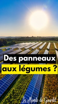 Des panneaux solaires aux légumes ?