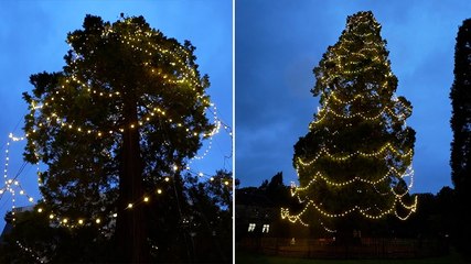 UK’s tallest living Christmas tree lit up with 1,800 bulbs