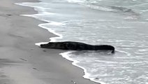 Watch: 10-foot long alligator relaxes on Florida beach metres away from bystander
