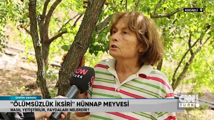 "Ölümsüzlük iksiri" hünnap meyvesi