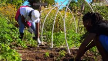 High on the Hog: How African American Cuisine Transformed America - Season 2 Official Trailer Netflix