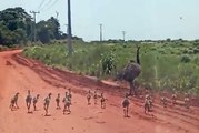 Ema acompanhada de 20 filhotes é filmada por morador de Serra dos Dourados