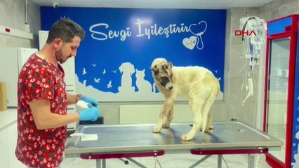 Adıyaman'da köpeğe yapılan saldırı sonrası sahibi psikiyatri servisine yatırıldı