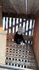 فيديو رائع جدا جدا