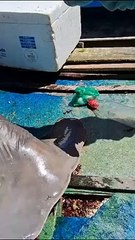 Tubarão é capturado por pescadores em Riacho Doce