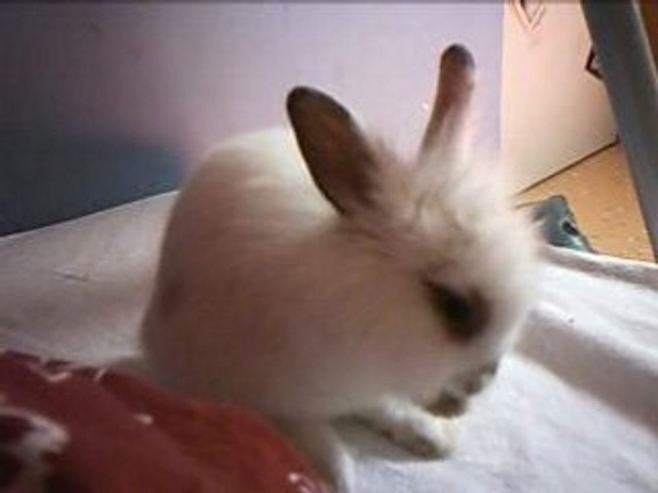 Usagi qui se lave