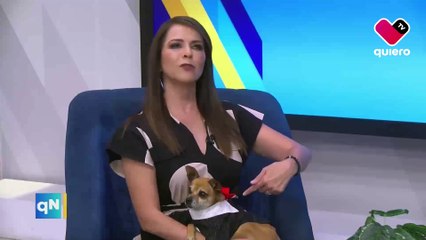 “Frijolito”: Pequeño chihuahua busca una familia tras maltrato animal