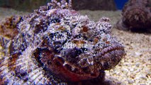 Stonefish Facts & Body Parts | Stonefish | Stonefish Body Parts | #deepdip