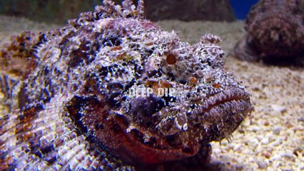 Stonefish Facts & Body Parts | Stonefish | Stonefish Body Parts | #deepdip