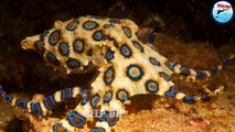 Blue ringed Octopus Facts | Blue ringed Octopus | Blue ringed Octopus Body Parts | #deepdip