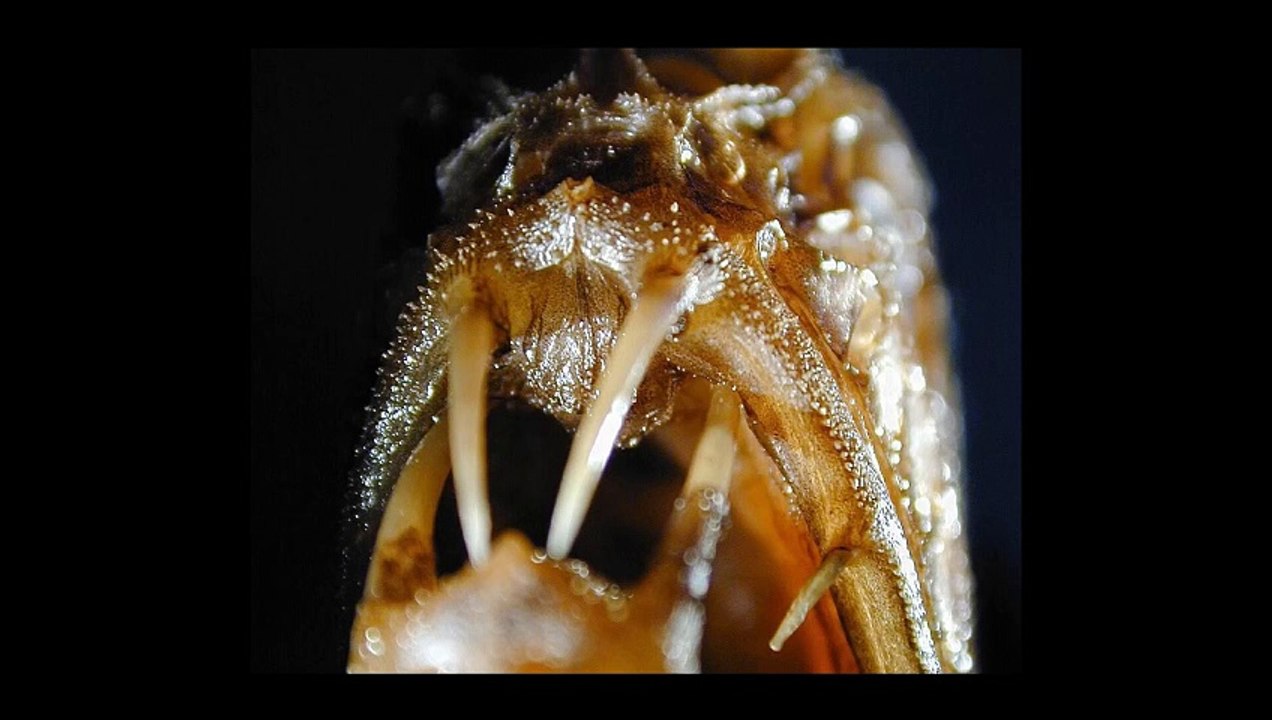 Fangtooth Fish Facts & Body Parts | Fangtooth Fish  | Fangtooth Fish Body Parts | #fangtoothfish