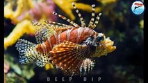 3 Killer Lionfish Facts | 3 Killer Lionfish Documentary | Killer Lionfish | #deepdip