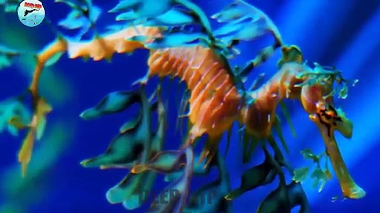 Leafy sea dragon Facts | Leafy sea dragon Documentary | Leafy sea dragon | #deepdip