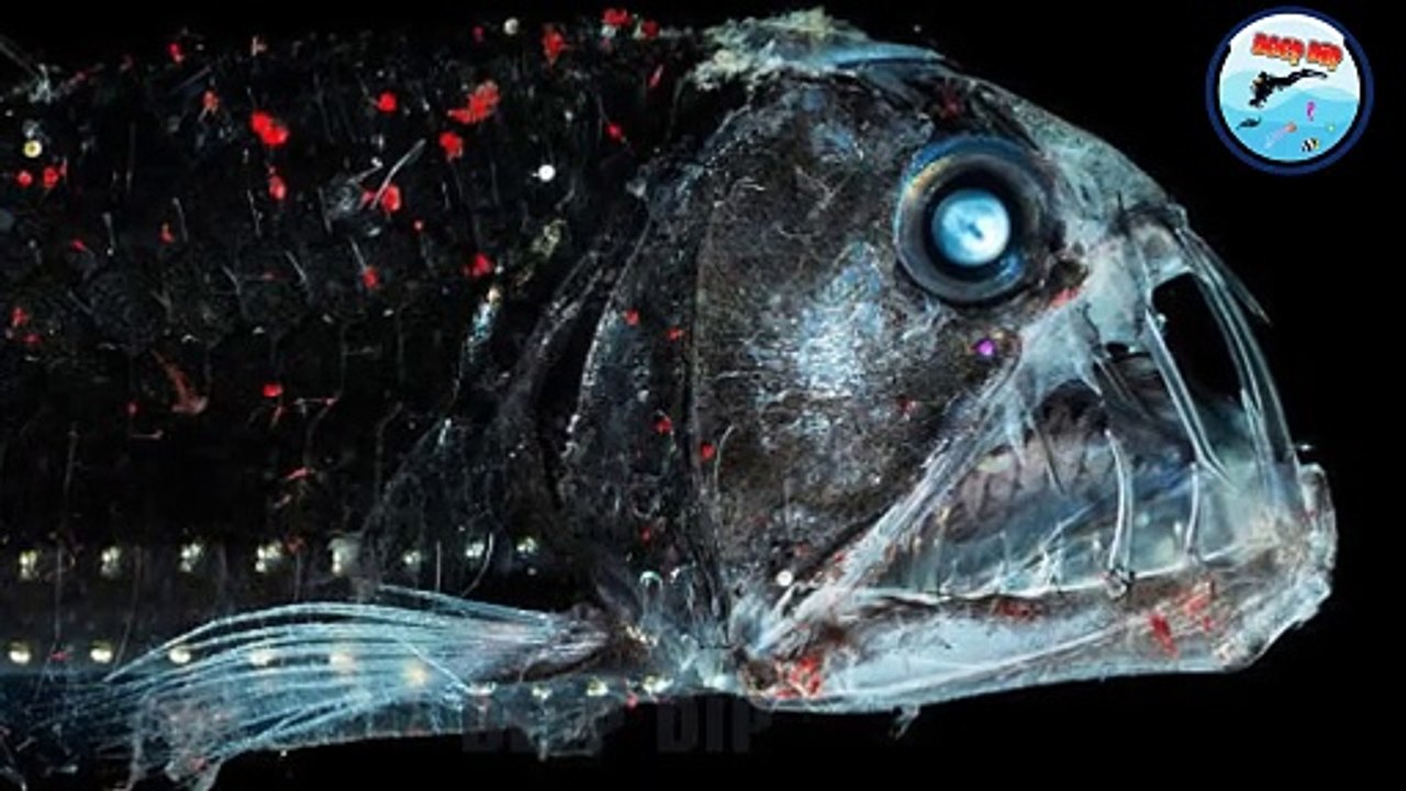 Viperfish Facts | Viperfish Documentary | Viperfish | #deepdip