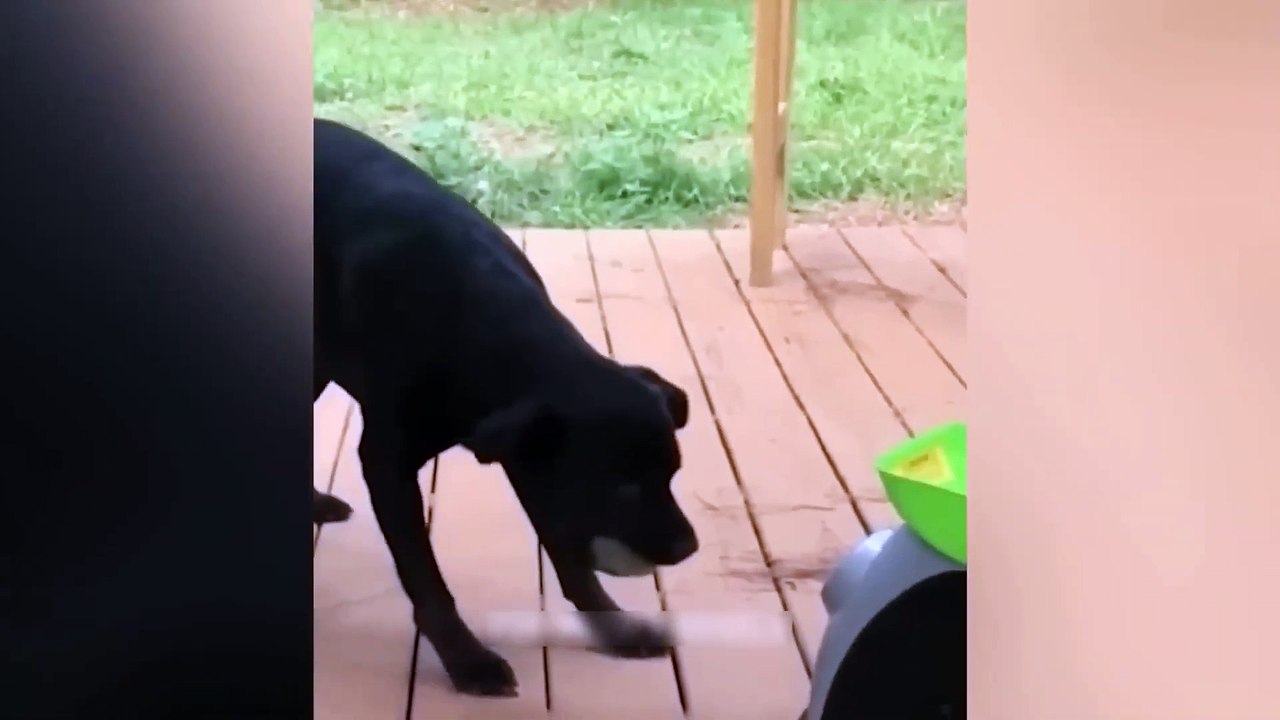 Funny Animal Videos 2023  - Dogs and Cats Videos