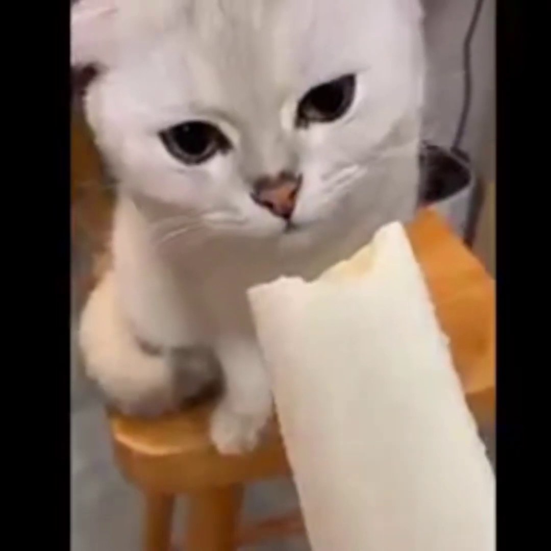 Funny animals - Funny animal videos 2023