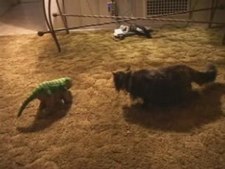 Robot Dinosaur Meets Cat - Pleo vs Cayce