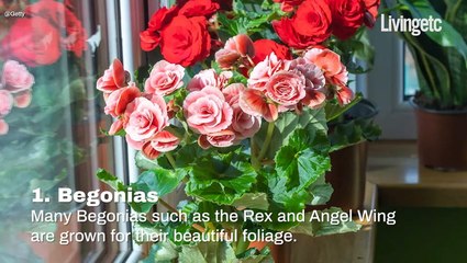 5 Plants That Thrive On Windowsills | LivingEtc