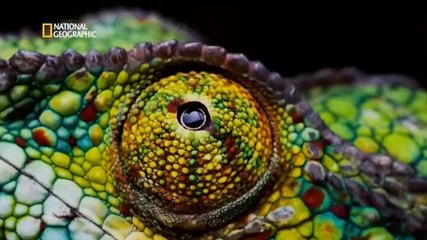 Cosmos: Los Ríos de la Vida 🌍 – Un Viaje Fascinante por la Interconexión de la Vida