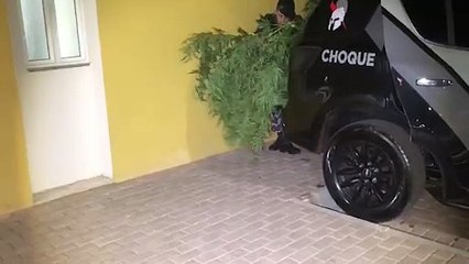 Jovem é preso por plantar maconha em casa no Periolo