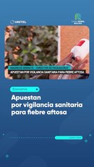 Apuestan por vigilancia sanitaria para fiebre aftosa