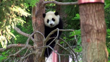 Giant panda trio departs D.C. for China