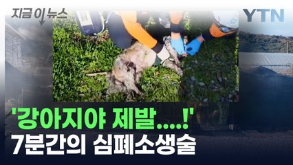 '강아지야 제발...!' 7분간의 심폐소생술 [지금이뉴스] / YTN