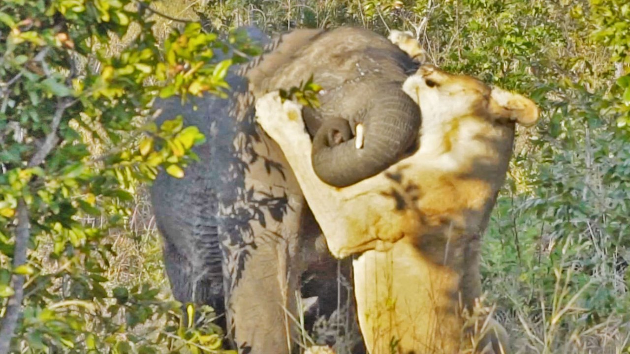 One Lioness Tries to Hunt Elephant