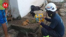 Paso de 'Otis' en Acapulco afecta también a los animales